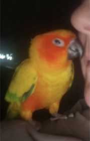 Found Conure Found Conure