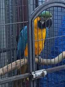Found Macaw Found Macaw