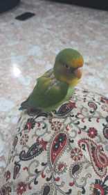 Found Lovebird Found Lovebird