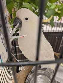Found Cockatoo