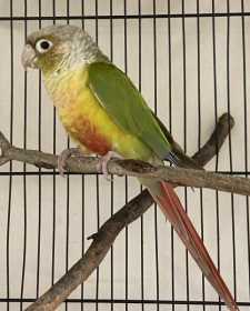 Found Conure