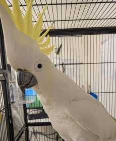 Found Cockatoo