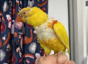 Found Lory / Lorikeet