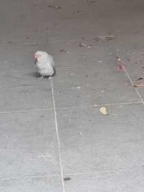 Found Indian Ringneck Parakeet Found Indian Ringneck Parakeet