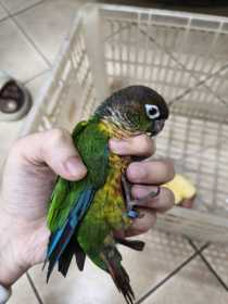 Found Conure