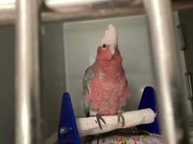 Found Galah Cockatoo