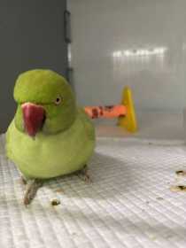 Found Indian Ringneck Parakeet