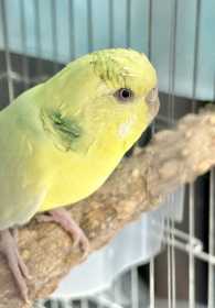 Found Budgerigar
