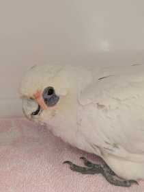 Found Corella Cockatoo
