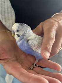 Found Budgerigar