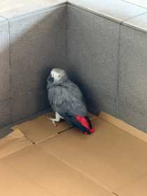 Found African Grey
