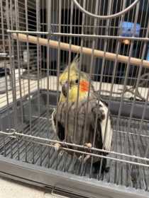 Found Cockatiel