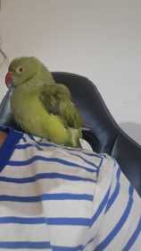 Found Indian Ringneck Parakeet