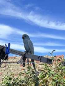 Found Indian Ringneck Parakeet