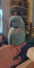 Found Indian Ringneck Parakeet