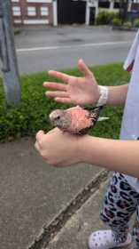 Found Bourke's Parakeet