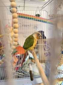 Found Conure