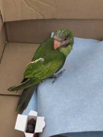 Found Mustached / Moustached Parakeet