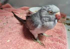 Found Indian Ringneck Parakeet