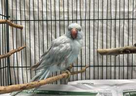 Found Indian Ringneck Parakeet