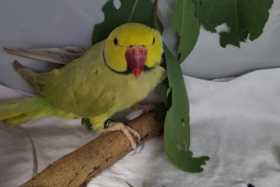 Found Indian Ringneck Parakeet