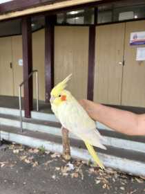 Found Cockatiel