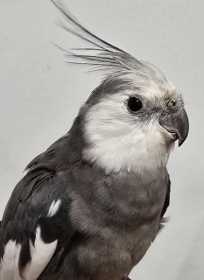 Found Cockatiel