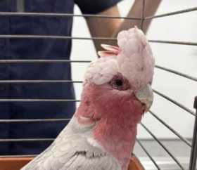 Found Galah Cockatoo
