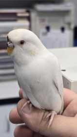 Found Budgerigar