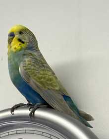 Found Budgerigar