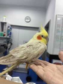 Found Cockatiel