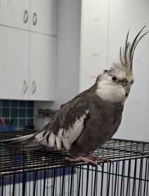 Found Cockatiel