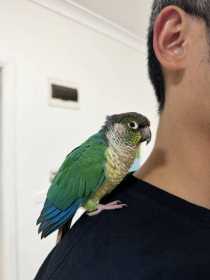 Found Conure
