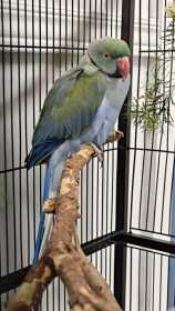 Found Indian Ringneck Parakeet