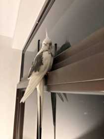 Found Cockatiel