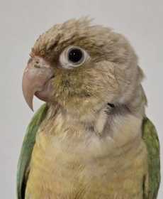 Found Conure