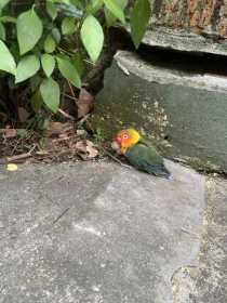 Found Lovebird