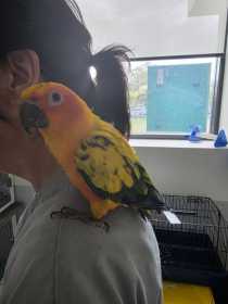 Found Conure
