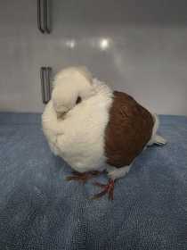Found Pigeon
