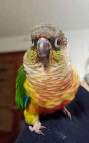 Found Conure