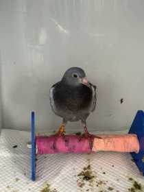 Found Pigeon