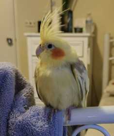 Found Cockatiel