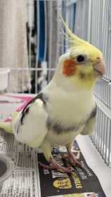 Found Cockatiel
