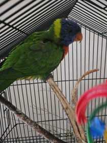Found Lory / Lorikeet