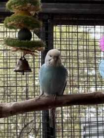 Found Budgerigar