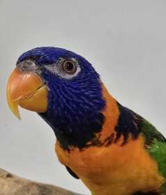 Found Lory / Lorikeet