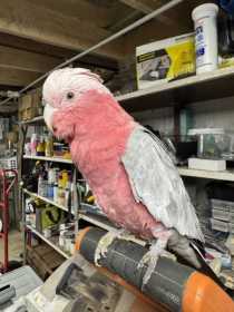 Found Galah Cockatoo