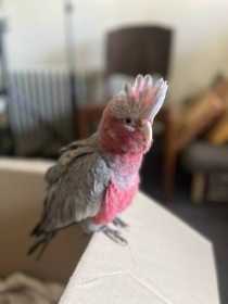 Found Galah Cockatoo