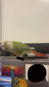Found Conure
