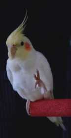 Found Cockatiel